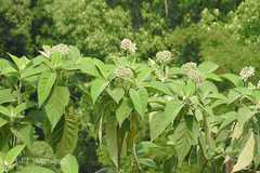 Solanum verbascifolium